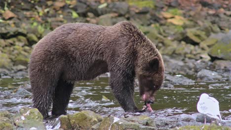 Brown-Bear-catching-a-salmon-at-Pavlof-River-flowing-into-Freshwater-Bay-in-Pavlof-Harbor-on-Baranof-Island-in-Southeast-Alaska-2