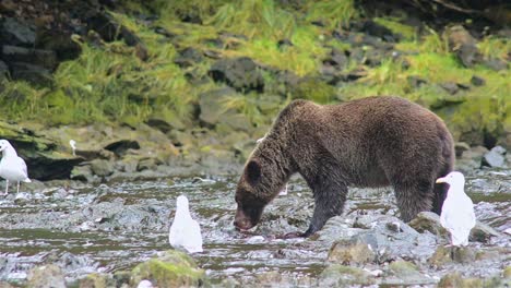 Brown-Bear-catching-a-salmon-at-Pavlof-River-flowing-into-Freshwater-Bay-in-Pavlof-Harbor-on-Baranof-Island-in-Southeast-Alaska-3