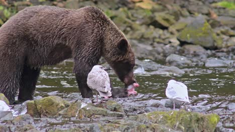 Brown-Bear-catching-a-salmon-at-Pavlof-River-flowing-into-Freshwater-Bay-in-Pavlof-Harbor-on-Baranof-Island-in-Southeast-Alaska-4