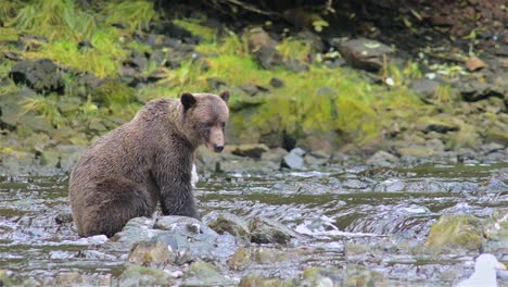 Brown-Bear-patiently-fishing-for-salmon-at-Pavlof-River-flowing-into-Freshwater-Bay-in-Pavlof-Harbor-on-Baranof-Island-in-Southeast-Alaska