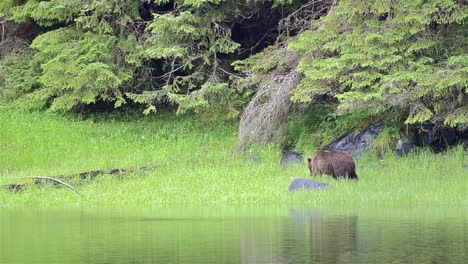 A-brown-bear-grazing-on-grass-at-Lake-Eva-on-Baranof-Island-in-Southeast-Alaska-1