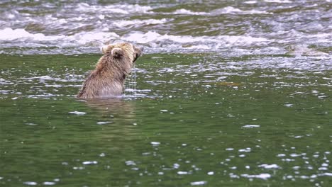 Brown-Bear-snorkeling-for-salmon-at-Pavlof-River-flowing-into-Freshwater-Bay-in-Pavlof-Harbor-on-Baranof-Island-in-Southeast-Alaska