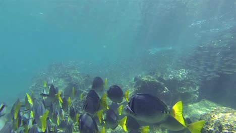Unterwasseraufnahmen-Einer-Schule-Von-Schwarz-Gestreiften-Salema-Und-Rasiermesser-Doktorfischen-Bei-Sombero-Chino-Auf-Der-Insel-Santiago-Im-Galapagos-Nationalpark,-Ecuador