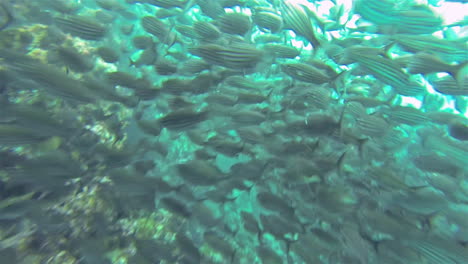 Unterwasseraufnahmen-Einer-Schule-Von-Schwarz-Gestreiften-Salema-Fischen-In-Punta-Vicente-Roca-Auf-Der-Insel-Isabela-Im-Galapagos-Nationalpark,-Ecuador