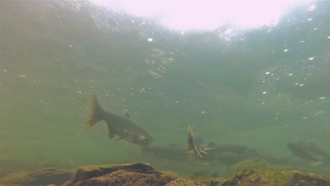 Underwater-salmon-and-fry-swimming-at-Lake-Eva-on-Baranof-Island-in-Alaska