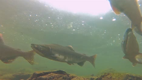 Underwater-school-of-salmon-and-fry-swimming-at-Lake-Eva-on-Baranof-Island-in-Alaska