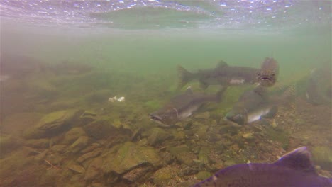 Underwater-school-of-salmon-and-trout-swimming-at-Lake-Eva-on-Baranof-Island-in-Alaska