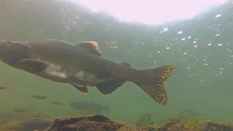 Underwater-under-a-salmon-swimming-at-Lake-Eva-on-Baranof-Island-in-Alaska