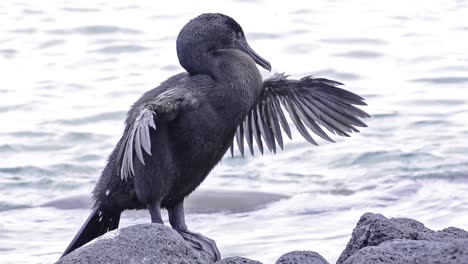 Galapagos-Flugunfähiger-Kormoran,-Der-Flügel-Bei-Punta-Espinoza-Auf-Der-Insel-Fernandina-Im-Nationalpark-Der-Galapagos-Inseln-Und-Im-Meeresschutzgebiet-Ecuador-Erwärmt