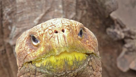 Nahaufnahme-Einer-Endemischen-Galapagos-Riesenschildkröte-An-Der-Charles-Darwin-Forschungsstation-Puerto-Ayora-Auf-Der-Insel-Santa-Cruz-Auf-Den-Galapagos-Inseln-Ecuador