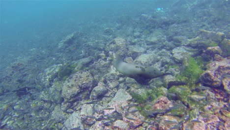 Playful-Galapagos-Sea-Lion-underwater-at-Champion-Island-off-Floreana-Island-in-Galapagos-National-Park-Ecuador-1