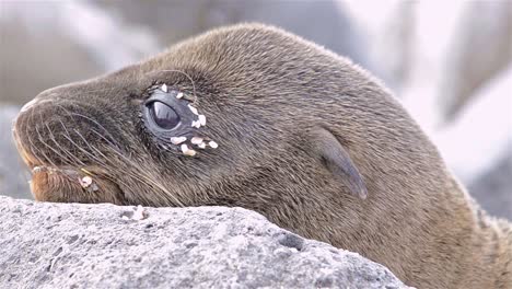 Close-up-of-a-Galapagos-Sea-Lion-pup-on-North-Seymour-Island-in-Galapagos-National-Park-Ecuador