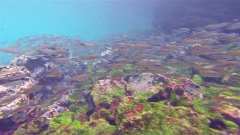 Underwater-footage-of-a-Hieroglyphic-hawkfish-and-snorkelers-at-Sombero-Chino-on-Santiago-Island-in-Galapagos-National-Park-Ecuador