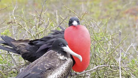 A-Magnificent-Frigatebird-Fregata-magnificens-displaying-his-gular-pouch-on-North-Seymour-Island-in-the-Galapagos-Islands-National-Park-and-Marine-Reserve-Ecuador