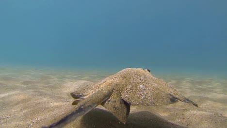 Underwater-of-a-swimming-diamond-stingray-Dasyatis-dipterura-in-Galapagos-National-Park-Ecuador