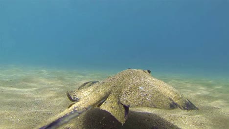 Underwater-of-a-swimming-diamond-stingray-Dasyatis-dipterura-in-Galapagos-National-Park-Ecuador-2
