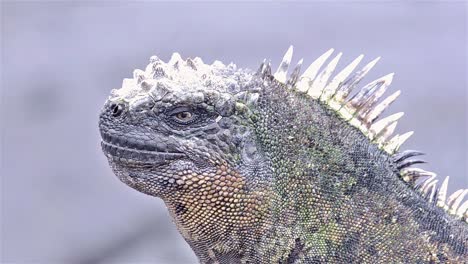 Marine-iguana-at-Punta-Espinoza-on-Fernandina-Island-in-the-Galapagos-Islands-National-Park-and-Marine-Reserve-Ecuador