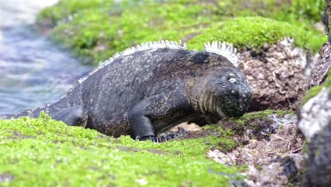 Marine-iguana-eating-algae-on-shore-at-Punta-Espinoza-on-Fernandina-Island-in-the-Galapagos-Islands-National-Park-and-Marine-Reserve-Ecuador