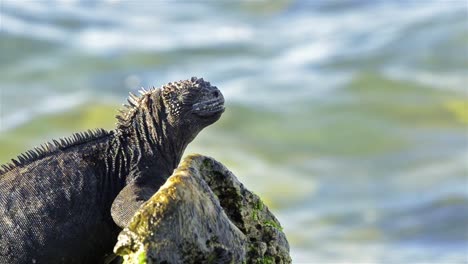 Marine-Iguana-Amblyrhynchus-cristatus-in-the-surf-on-Las-Bachas-on-Santa-Cruz-Island-in-the-Galapagos-National-Park-and-Marine-Reserve-Ecuador