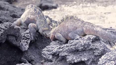Zwei-Männliche-Meerechsen-Kämpfen-Bei-Punta-Espinosa-Auf-Der-Isla-Fernandina-In-Den-Galapagos-Ecuador