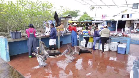 Galapagos-Sea-Lion-and-brown-pelicans-looking-for-handouts-at-the-fish-market-in-Puerto-Ayora-on-Santa-Cruz-Island-in-Galapagos-Ecuador