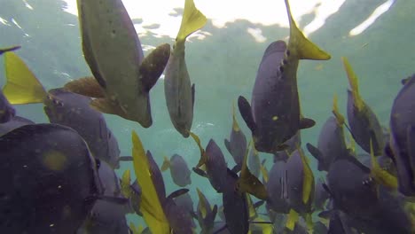 Unterwasseraufnahmen-Von-Einem-Rasiermesserscharfen-Chirurgenfisch-Vor-Der-Insel-Santiago-Im-Galapagos-Nationalpark,-Ecuador
