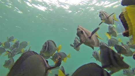 Unterwasseraufnahmen-Von-Einem-Rasiermesserscharfen-Chirurgenfisch-Und-Schnorchler-Vor-Der-Insel-Santiago-Im-Galapagos-Nationalpark,-Ecuador