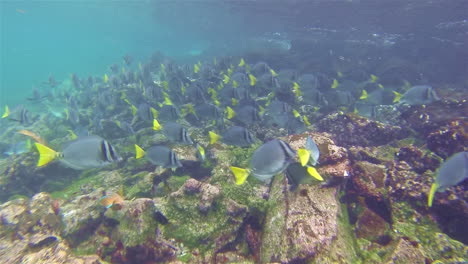 Schule-Von-Rasiermesser-Doktorfischen-Vor-Der-Insel-Santiago-Im-Galapagos-Nationalpark,-Ecuador?
