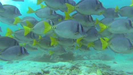 Schule-Von-Rasiermesser-Doktorfischen-Im-Blauen-Wasser-Vor-Der-Insel-Santiago-Im-Galapagos-Nationalpark,-Ecuador?