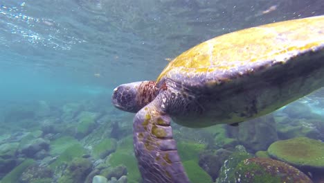 Underwater-of-Pacific-Green-Turtle-at-Punta-Vicente-Roca-on-Isabela-Island-in-Galapagos-National-Park-Ecuador