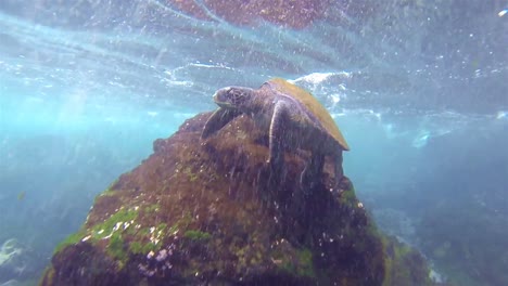 Underwater-of-Pacific-Green-Turtle-surfacing-at-Punta-Vicente-Roca-on-Isabela-Island-in-Galapagos-National-Park-Ecuador