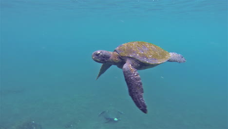 Unterwasser-Der-Pazifischen-Grünen-Schildkröte,-Die-Bei-Punta-Vicente-Roca-Auf-Der-Insel-Isabela-Im-Galapagos-Nationalpark-Ecuador-Auftaucht-1