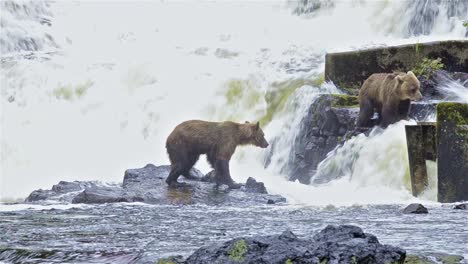 Two-brown-bears-fishing-for-salmon-at-Pavlof-River-flowing-into-Freshwater-Bay-in-Pavlof-Harbor-on-Baranof-Island-in-Southeast-Alaska