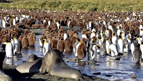 Southern-Elephant-seals-and-King-penguin-rookery-at-Gold-Harbour-on-South-Georgia