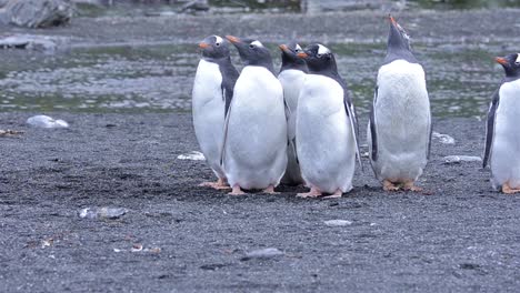 Southern-giant-petrel-watching-gentoo-penguin-chicks-at-Gold-Harbor-on-South-Georgia-