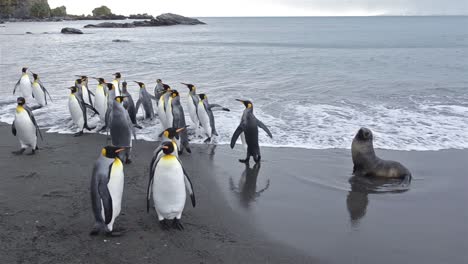 King-penguins-exiting-the-surf-and-an-Antarctic-fur-seals-at-Gold-Harbor-on-South-Georgia