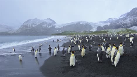 Panning-motion-of-King-penguins-exiting-the-surf-and-Antarctic-fur-seals-at-Gold-Harbor-on-South-Georgia