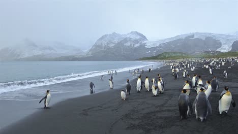 Panning-motion-of-King-penguins-exiting-the-surf-and-Antarctic-fur-seals-at-Gold-Harbor-on-South-Georgia--1