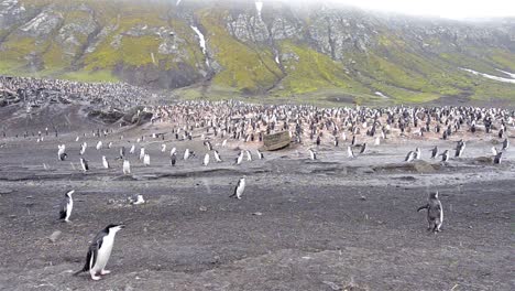 Panorámica-De-La-Colonia-De-Pingüinos-De-Barbijo-En-Baily-Head-En-La-Isla-Decepción-En-La-Antártida