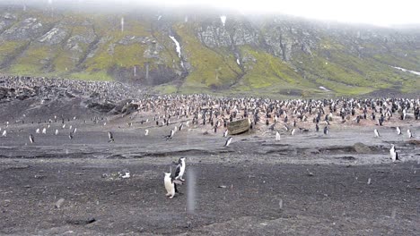 Slow-panning-of-Chinstrap-penguin-rookery-at-Baily-Head-on-Deception-Island-in-Antarctica