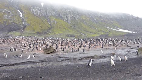 Pan-De-Derecha-A-Izquierda-De-La-Colonia-De-Pingüinos-De-Barbijo-En-Baily-Head-En-La-Isla-Decepción-En-La-Antártida