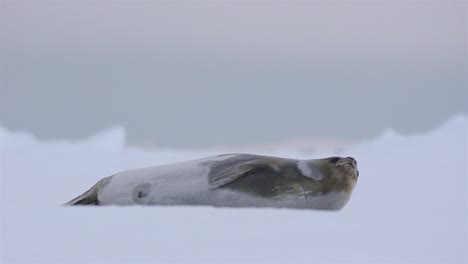 Ross-Seal-on-sea-ice-in-Lallemand-Fjord-on-the-Antarctic-Peninsula-in-Antarctica