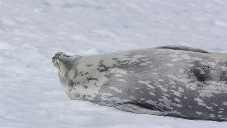 Weddell-seal-on-the-snow-in-at-Mikkelson-Harbor-in-Antarctica