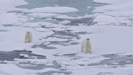 Polar-bear-sow-with-two-cubs-on-the-sea-ice-in-off-Baffin-Island-in-Nunavut-Canada-