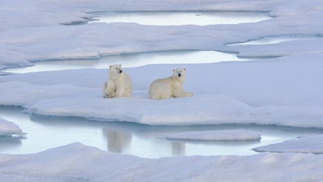 Two-polar-bear-cubs-sleeping-on-the-sea-ice-off-Baffin-Island-in-Nunavut-Canada-