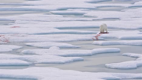 Polar-bear-on-sea-ice-with-a-seal-kill-in-Norwegian-Bay-on-the-Bjorne-Peninsula-on-Ellesmere-Island-on-Nunavut-Canada-