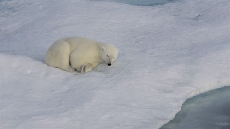A-polar-bear-cub-sleeping-on-the-sea-ice-off-Baffin-Island-in-Nunavut-Canada-