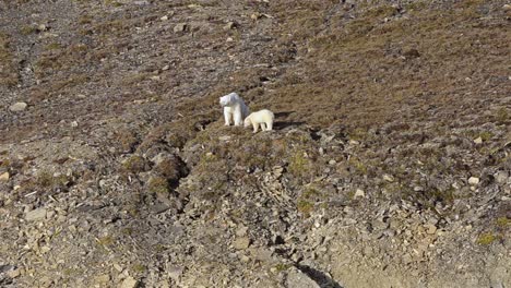 Polar-bear-sow-and-cub-stranded-on-land-in-Croker-Bay-on-Devon-Island-at-Nunavut-Canada