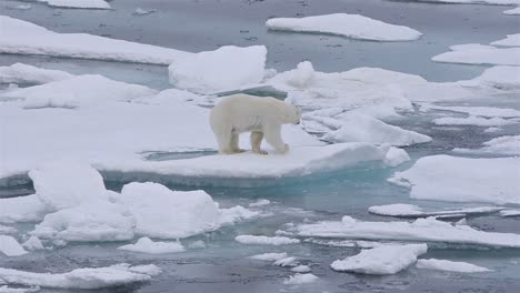 Polar-bear-sow-and-cub-on-the-sea-ice-in-Polar-Bear-Pass-north-off-Baffin-Island-in-Nunavut-Canada-