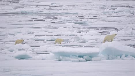 Sow-and-first-year-polar-bear-cubs-on-sea-ice-in-Barrow-Strait-just-south-of-Cornwallis-Island-in-Nunavut-Canada